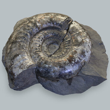 Fossilized shell of ammonite