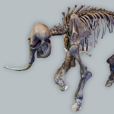 Mammoth skeleton