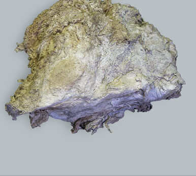 Fragment of a mammoth fat hump