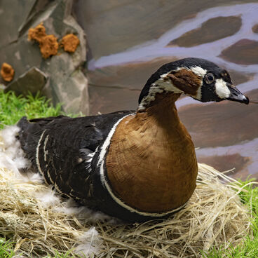 Stuffed red-breasted goose