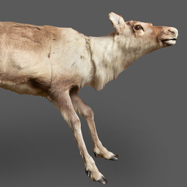 Tundra reindeer