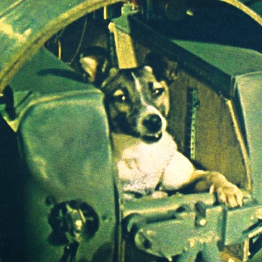 Laika in the cabin of a spacecraft