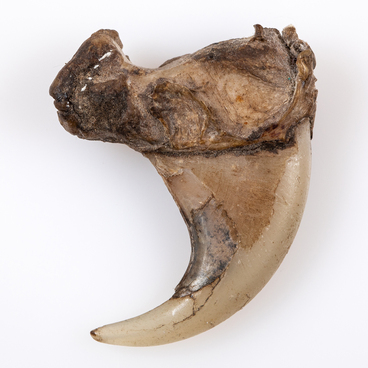 Lynx claw