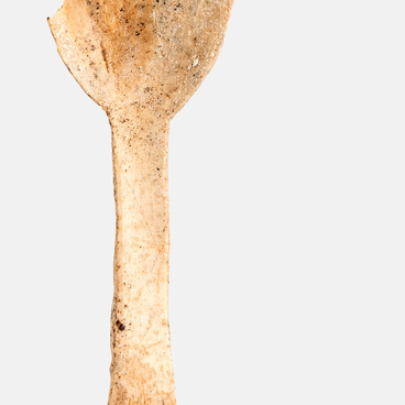 Bone spoon