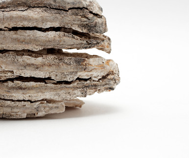 Mammoth tooth fragment