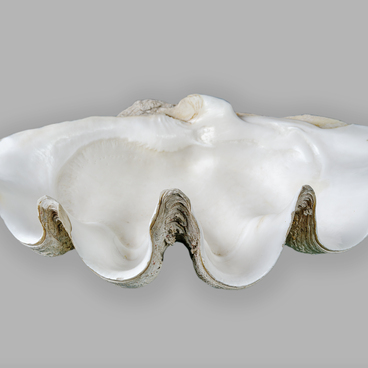 Giant clam