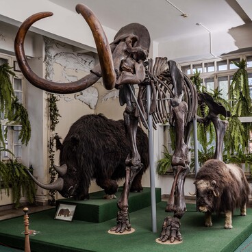 Mammoth skeleton