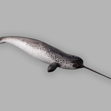 Narwhal