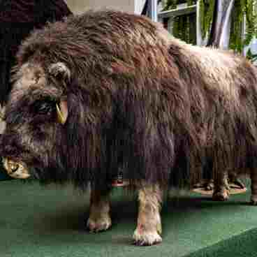 Musk ox