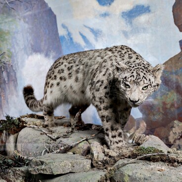 Snow leopard