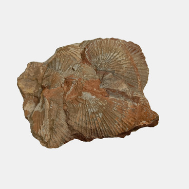 Ракушечник