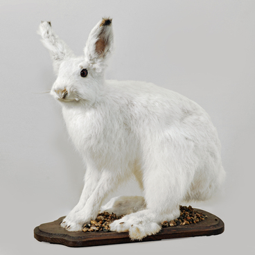 Заяц – беляк (Lepus temidus)