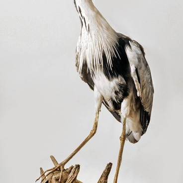 Цапля серая (Ardea cinerea)