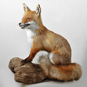 Лисица обыкновенная (Vulpes vulpes)