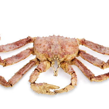 Kamchatka crab