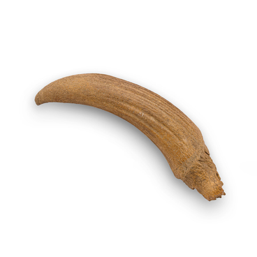 Aurochs horn
