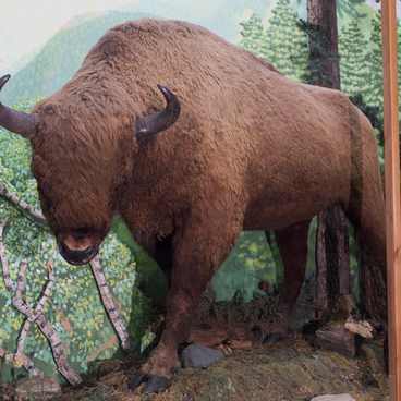 European bison mount