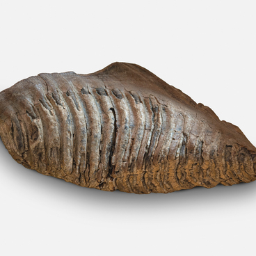 Molar of steppe mammoth