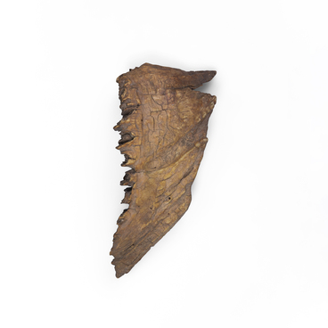 Fossil jaw of amynodon