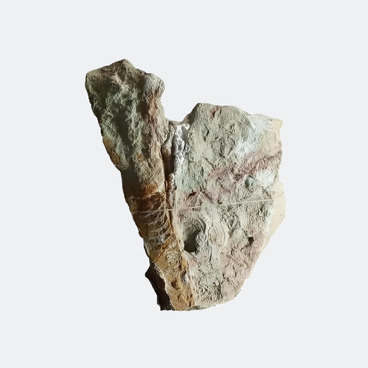 Белемнит