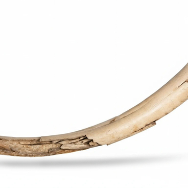 Mammoth tusk