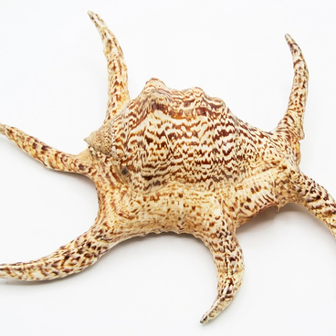 Раковина морского моллюска Lambis chiragra