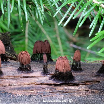 Стемонитис великолепный (Stemonitis splendens)