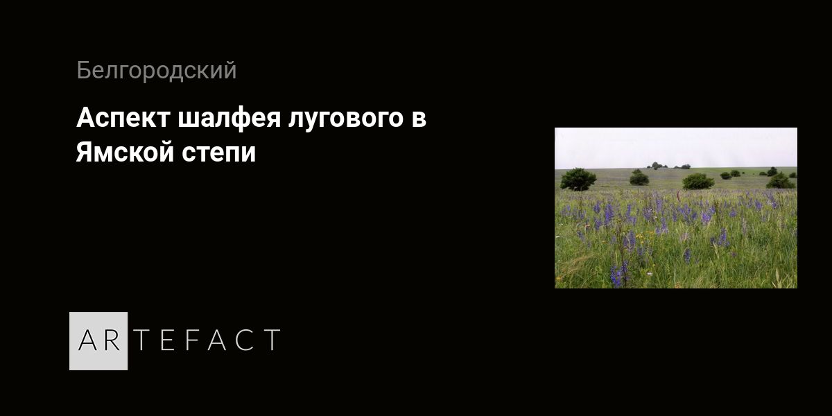 Аспект шалфея лугового в Ямской степи. Подробное описание экспоната, аудиогид, интересные факты. Официальный сайт Artefact