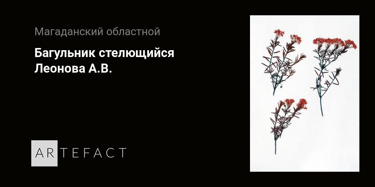 Багульник стелющийся - Леонова А.В. Подробное описание экспоната ...