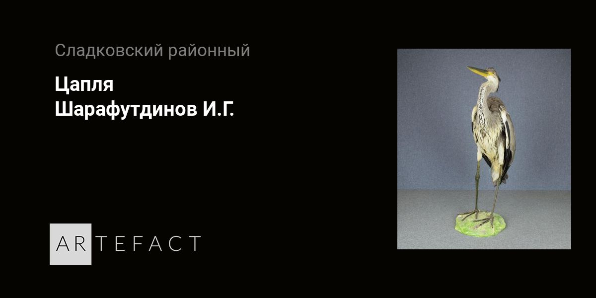 «Зимуют в Европе»: Орнитолог объяснил, как серые цапли оказались в Москве