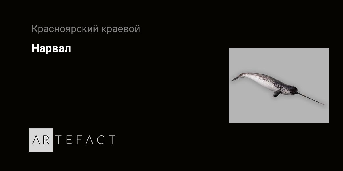 Нарвал. Подробное описание экспоната, аудиогид, интересные факты ...